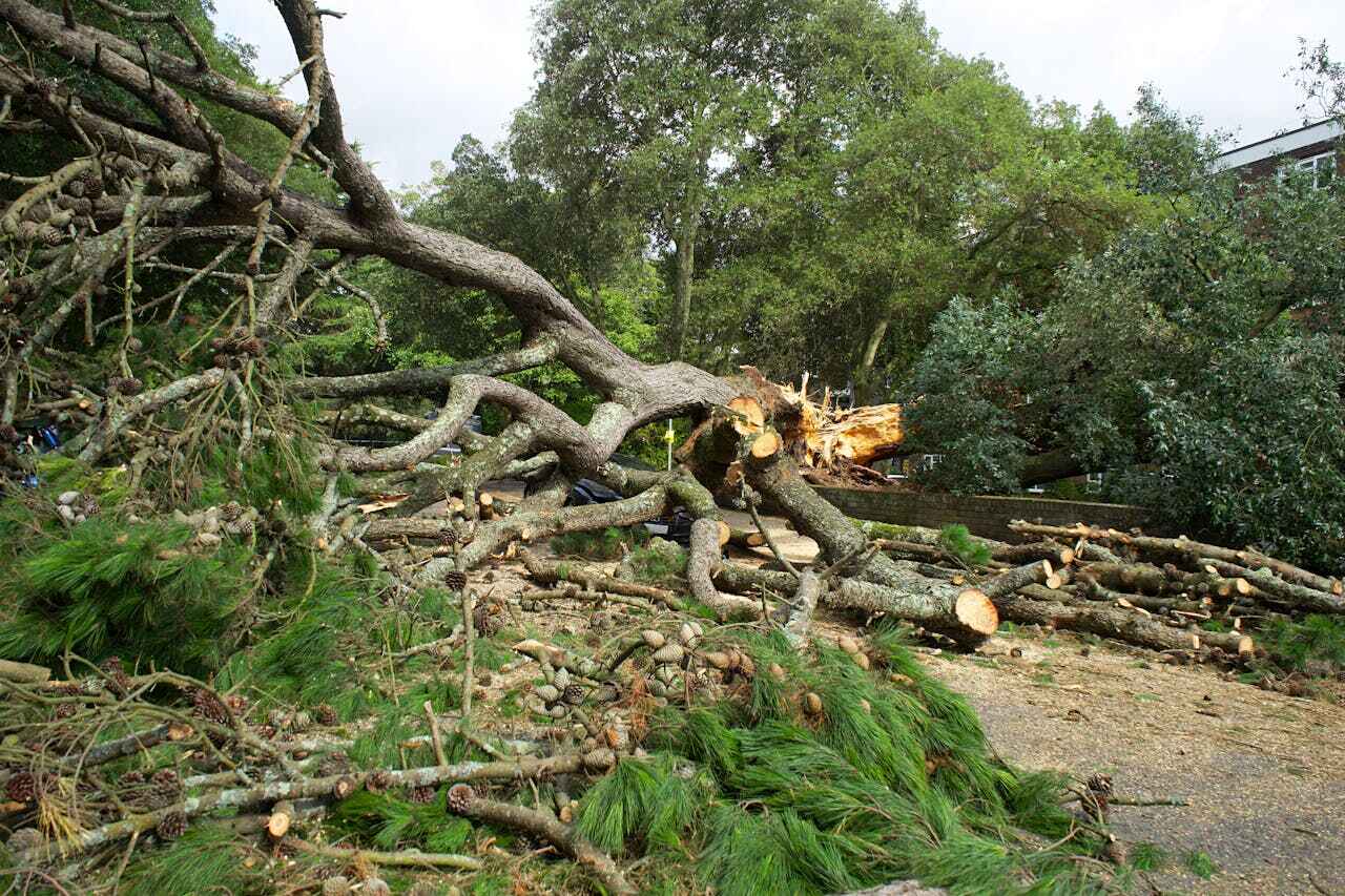  Stock Island, FL TreeGuard Tree Service Pros